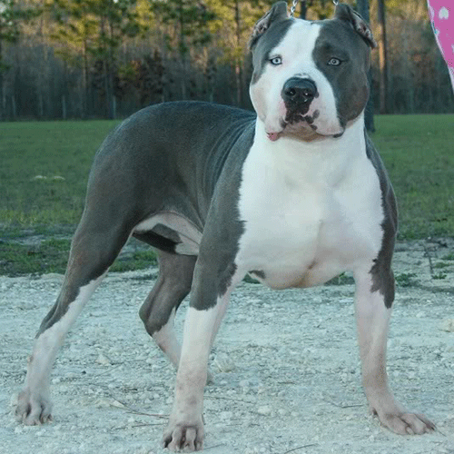 what makes a pitbull